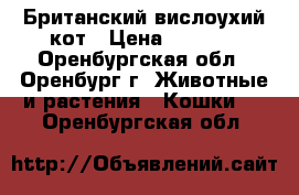 Британский вислоухий кот › Цена ­ 2 500 - Оренбургская обл., Оренбург г. Животные и растения » Кошки   . Оренбургская обл.